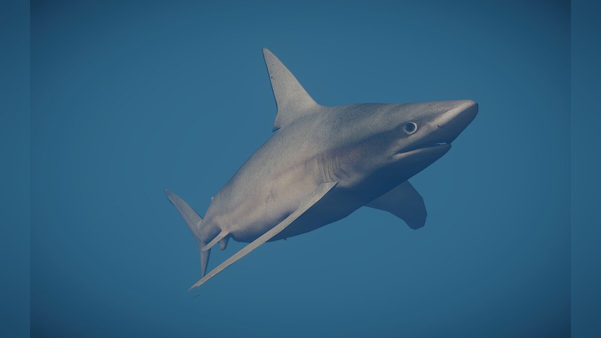 Planet Zoo — Новый вид - песчаная акула