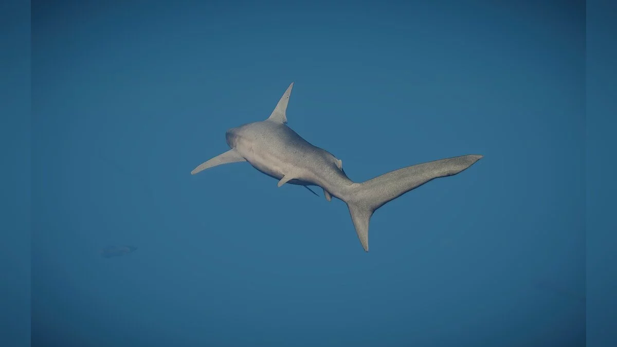 Planet Zoo — Новый вид - песчаная акула