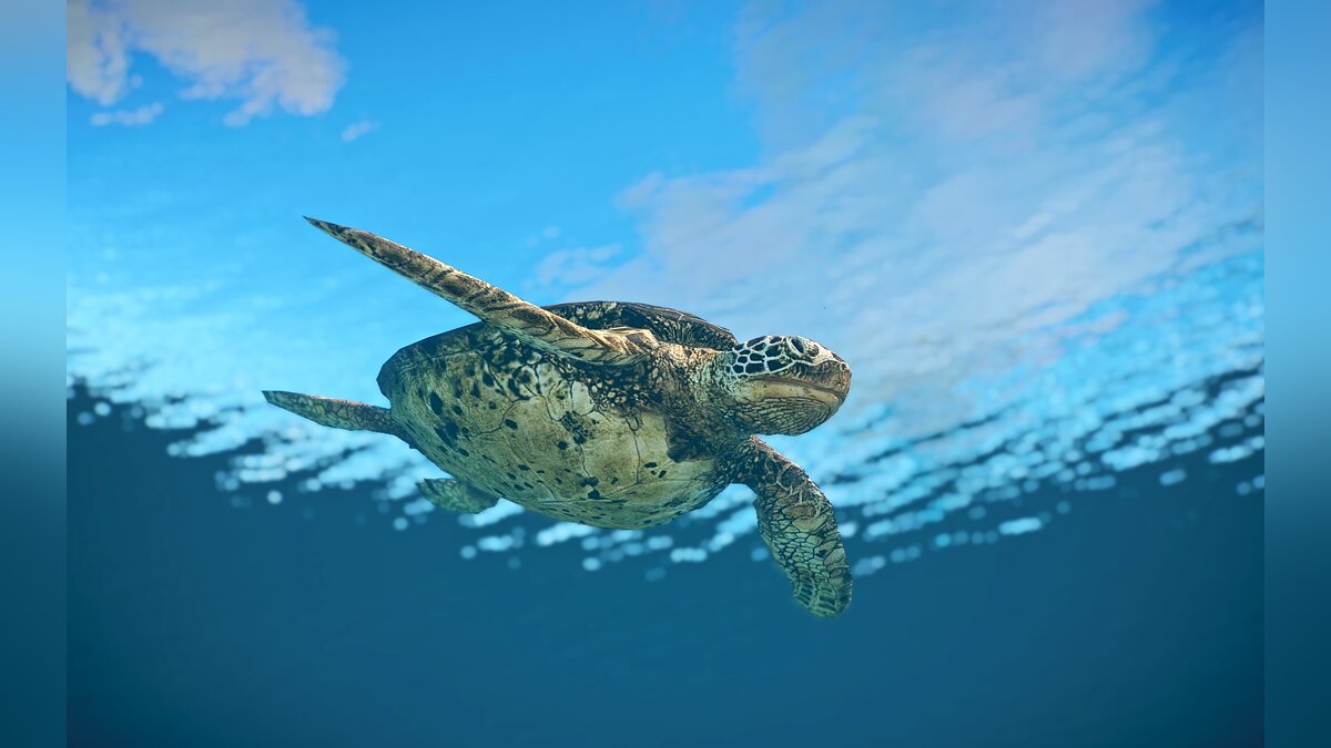 Planet Zoo — Новый вид - Зеленая морская черепаха