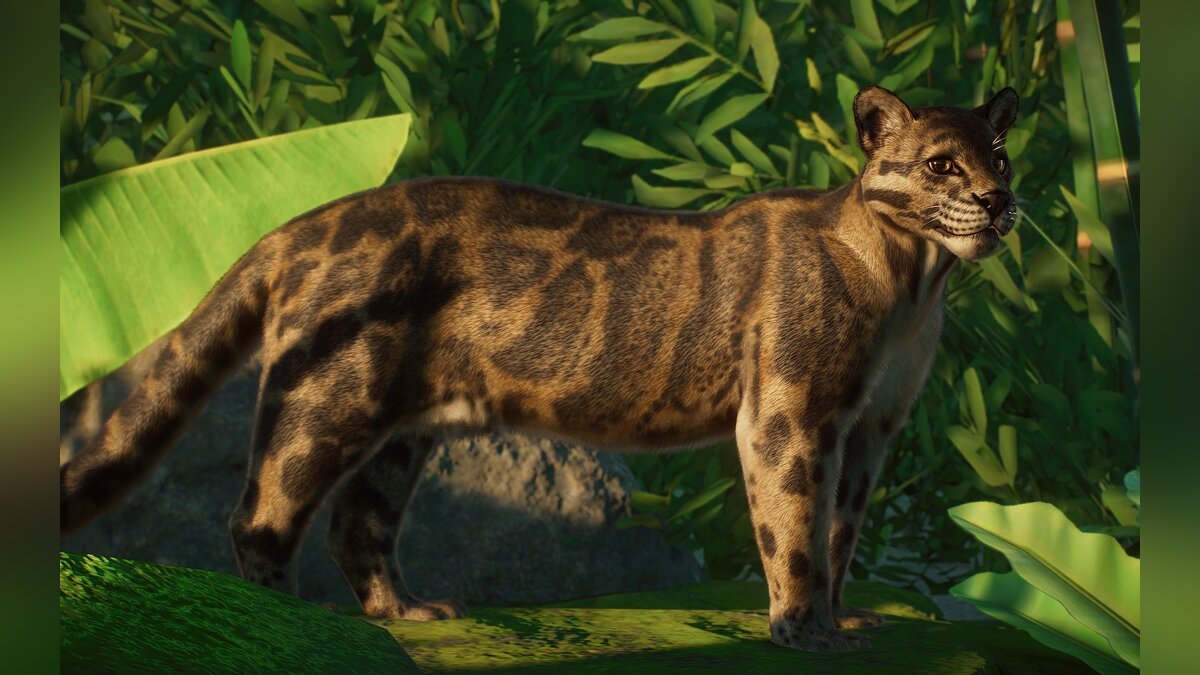 Planet Zoo — Новый вид - Борнейский дымчатый леопард