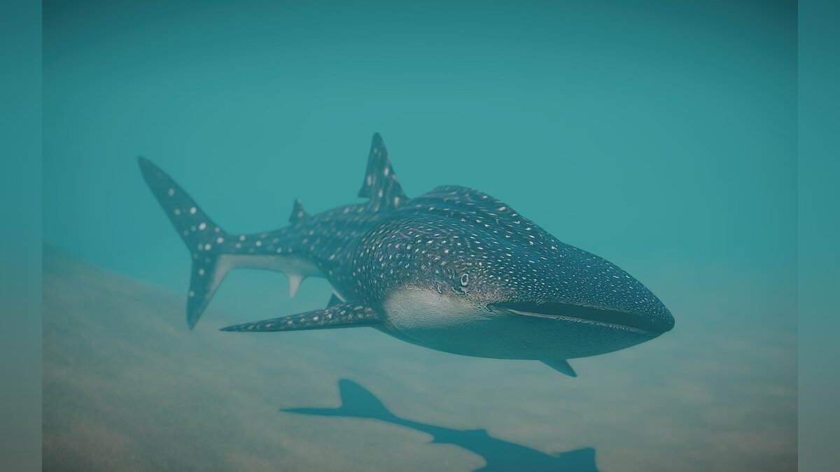 Planet Zoo — Новый вид - китовая акула