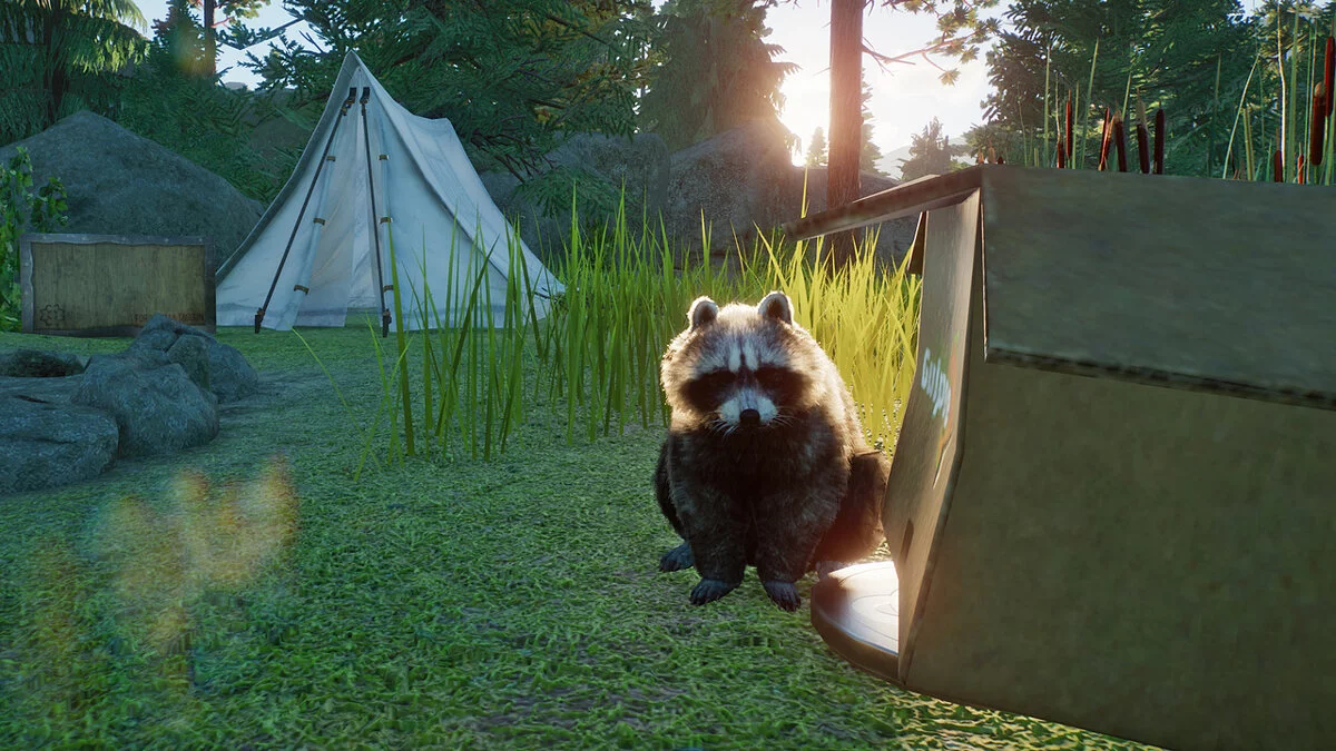 Planet Zoo — Новый вид - Североамериканский енот
