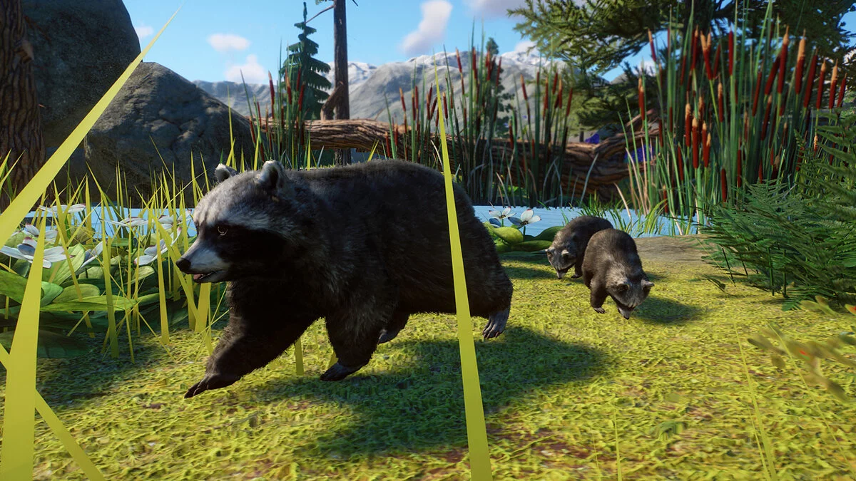 Planet Zoo — Новый вид - Североамериканский енот