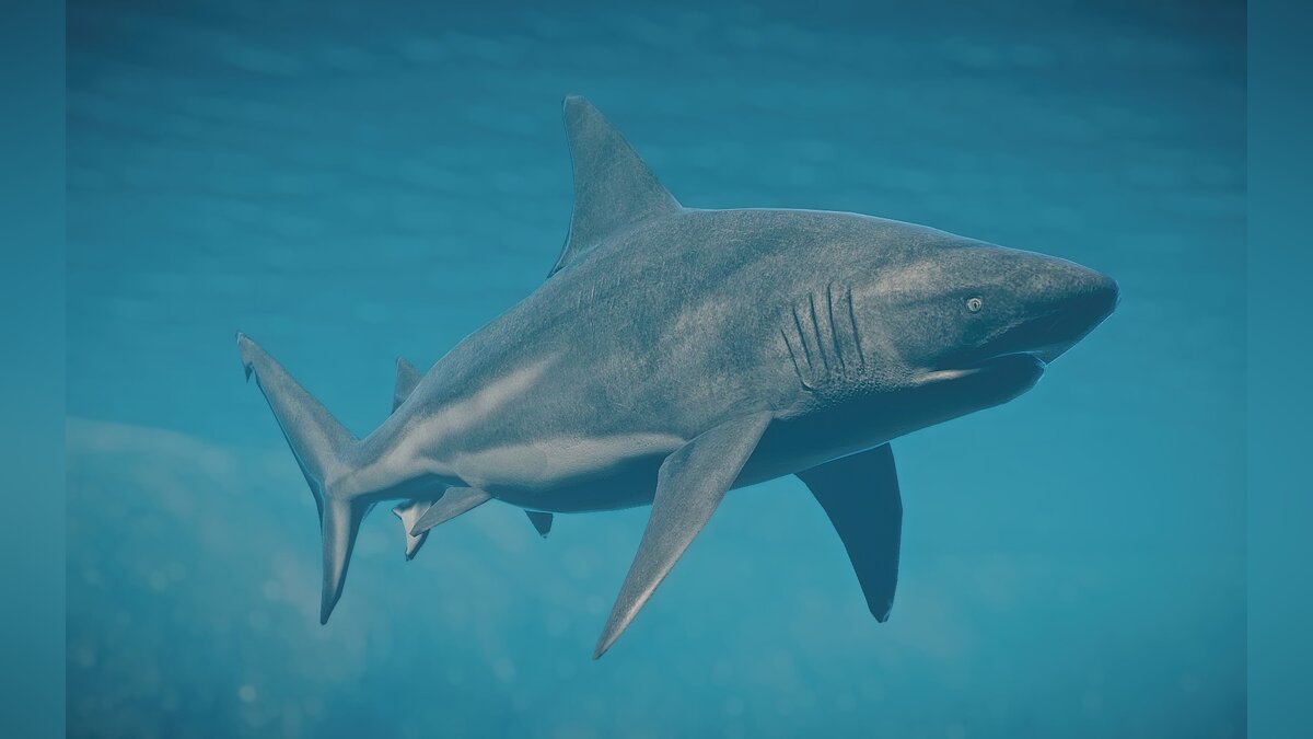 Planet Zoo — Новый вид - бычья акула