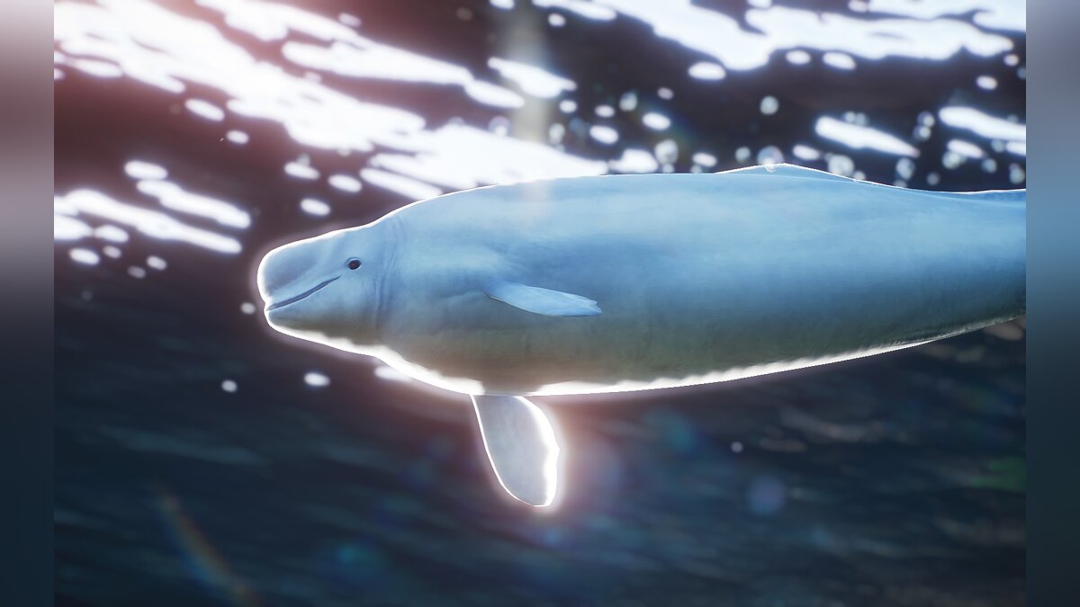 Planet Zoo — Новый вид - кит-белуга