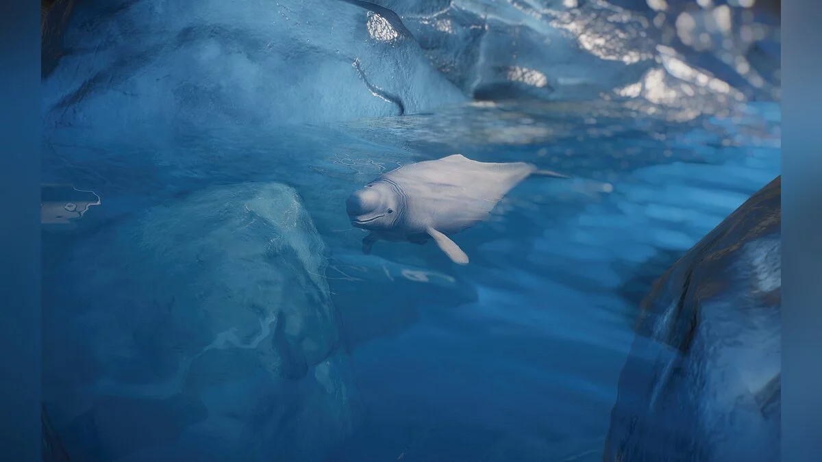 Planet Zoo — Новый вид - кит-белуга