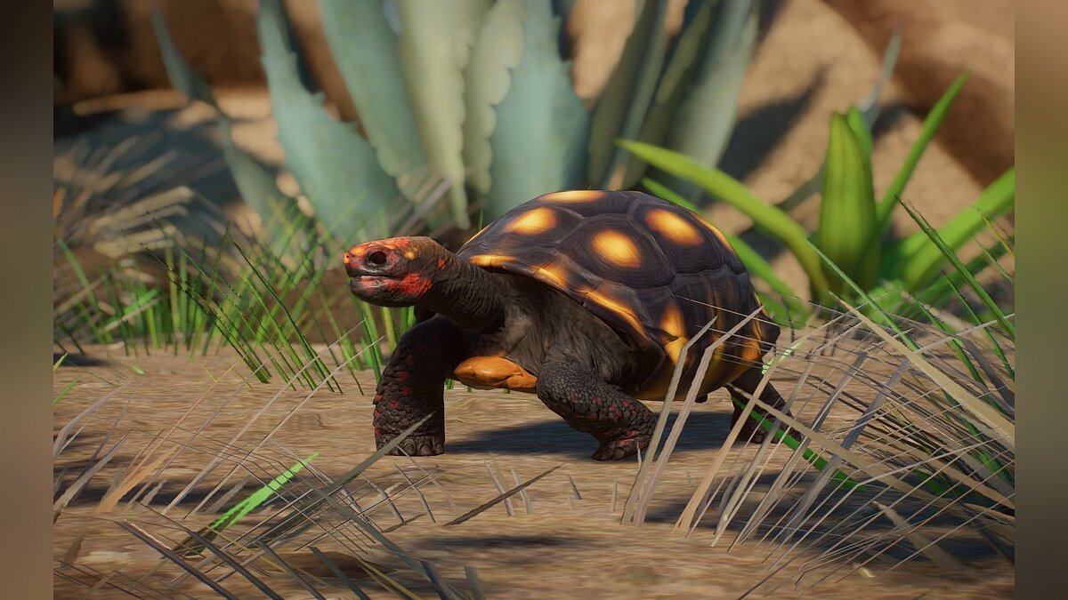 Planet Zoo — Новый вид - красноногая черепаха