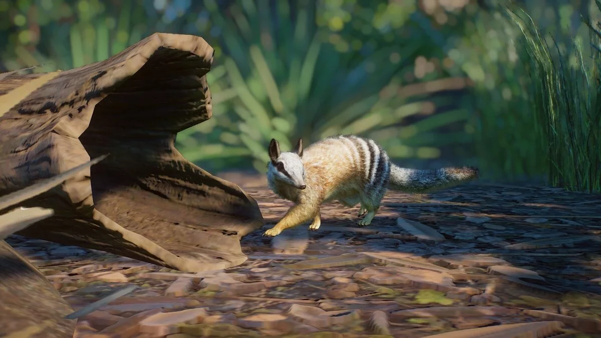 Planet Zoo — Нумбат - новые виды