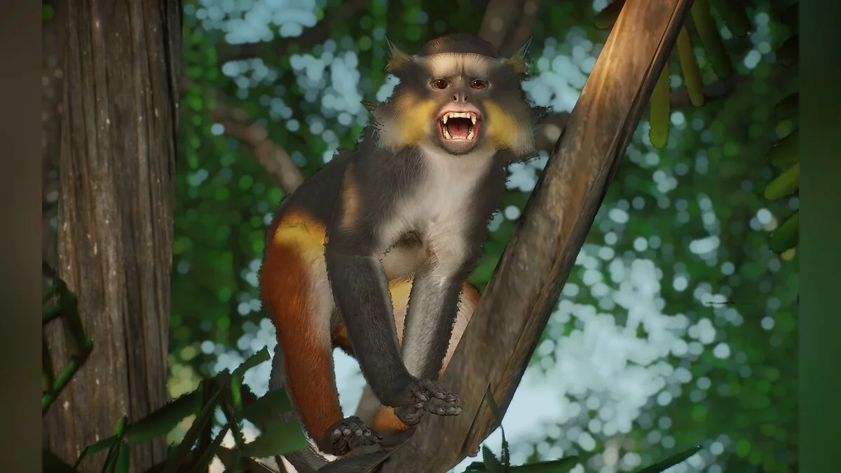 Planet Zoo — Новые виды - Обезьяна Вольф-Генон