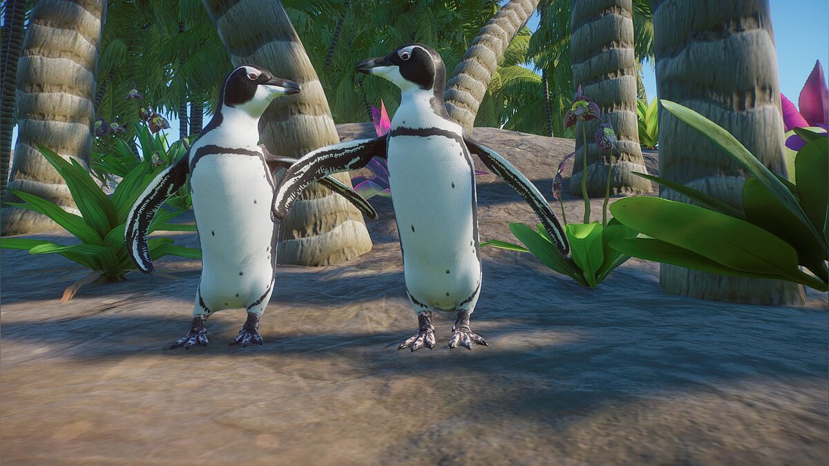 Planet Zoo — Галапагосский пингвин