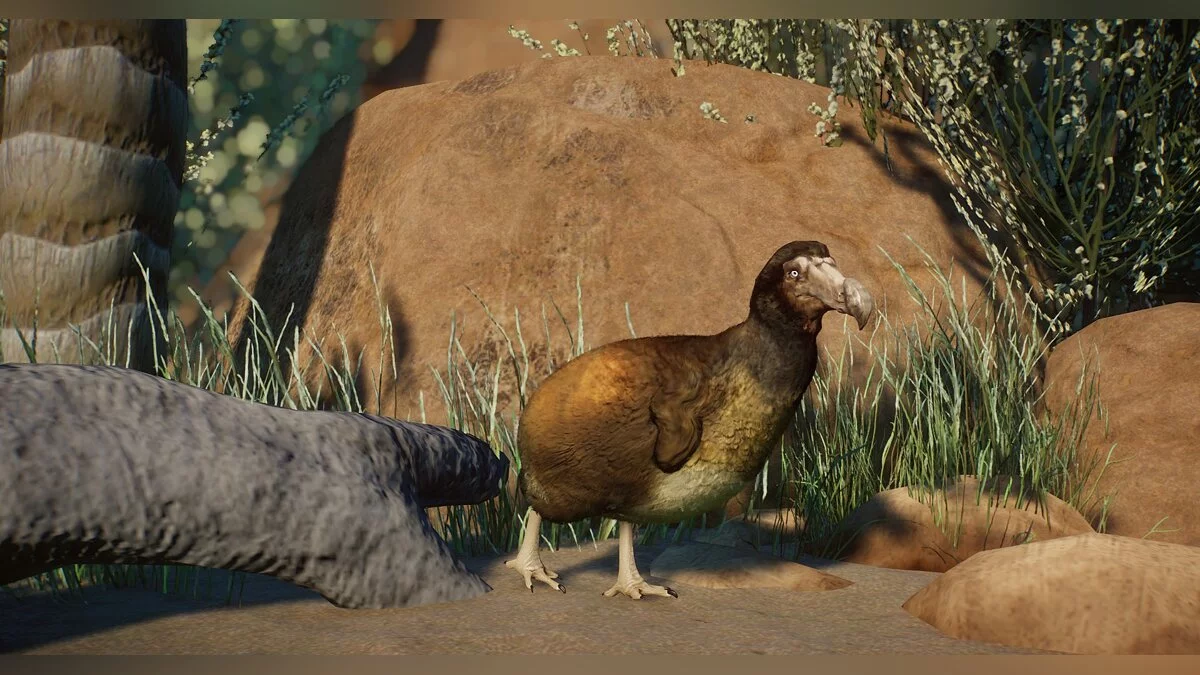 Planet Zoo — Новые виды - Маврикийский Додо