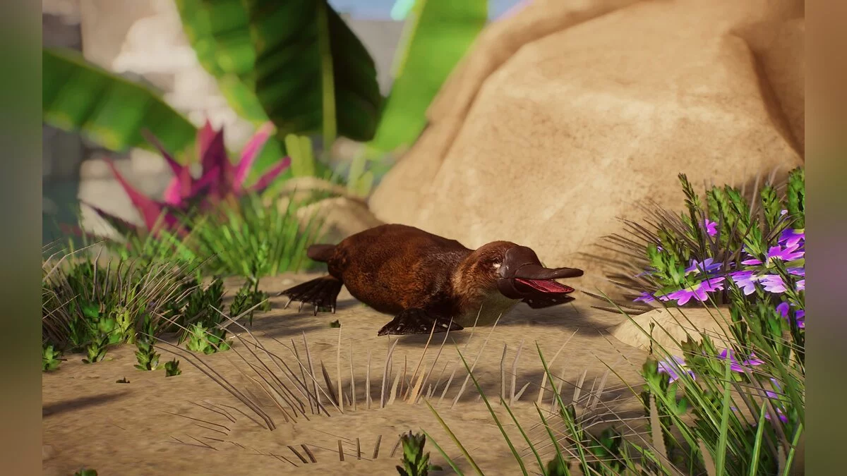 Planet Zoo — Новый вид - утконос