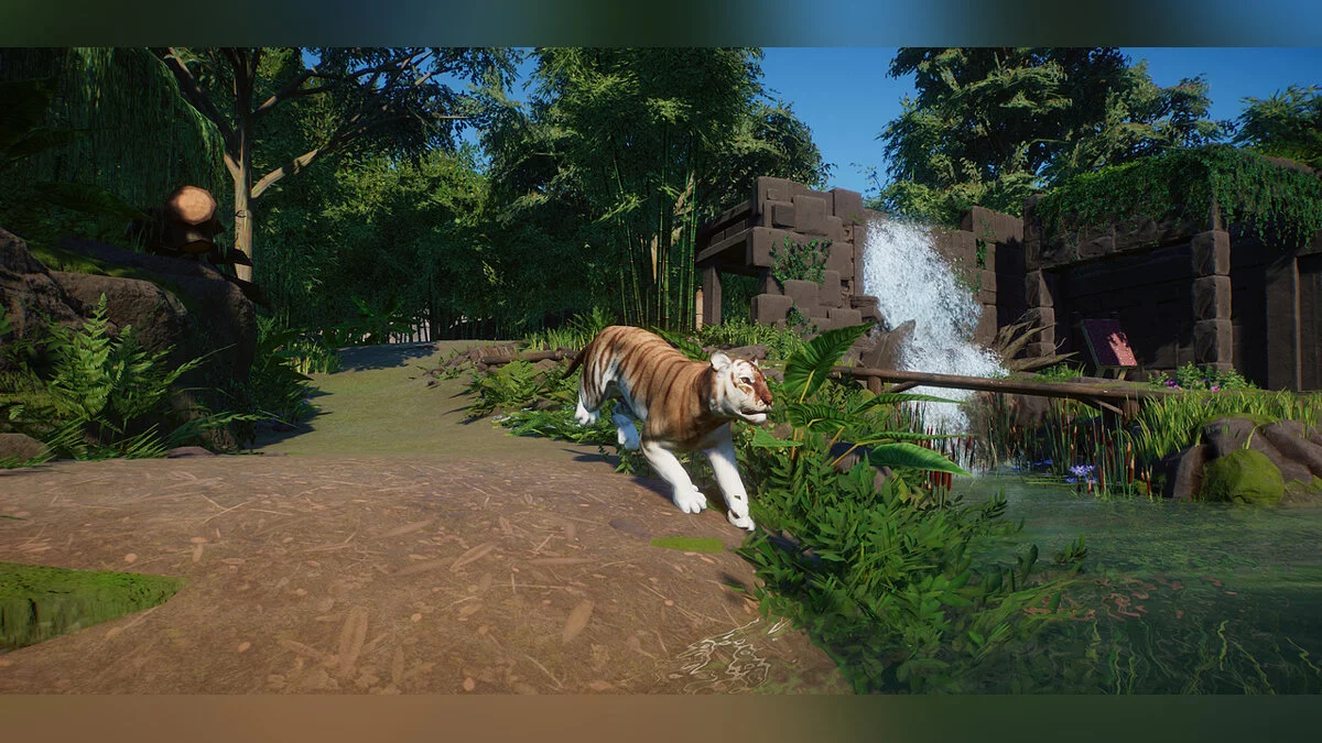 Planet Zoo — Вариант бенгальского тигра