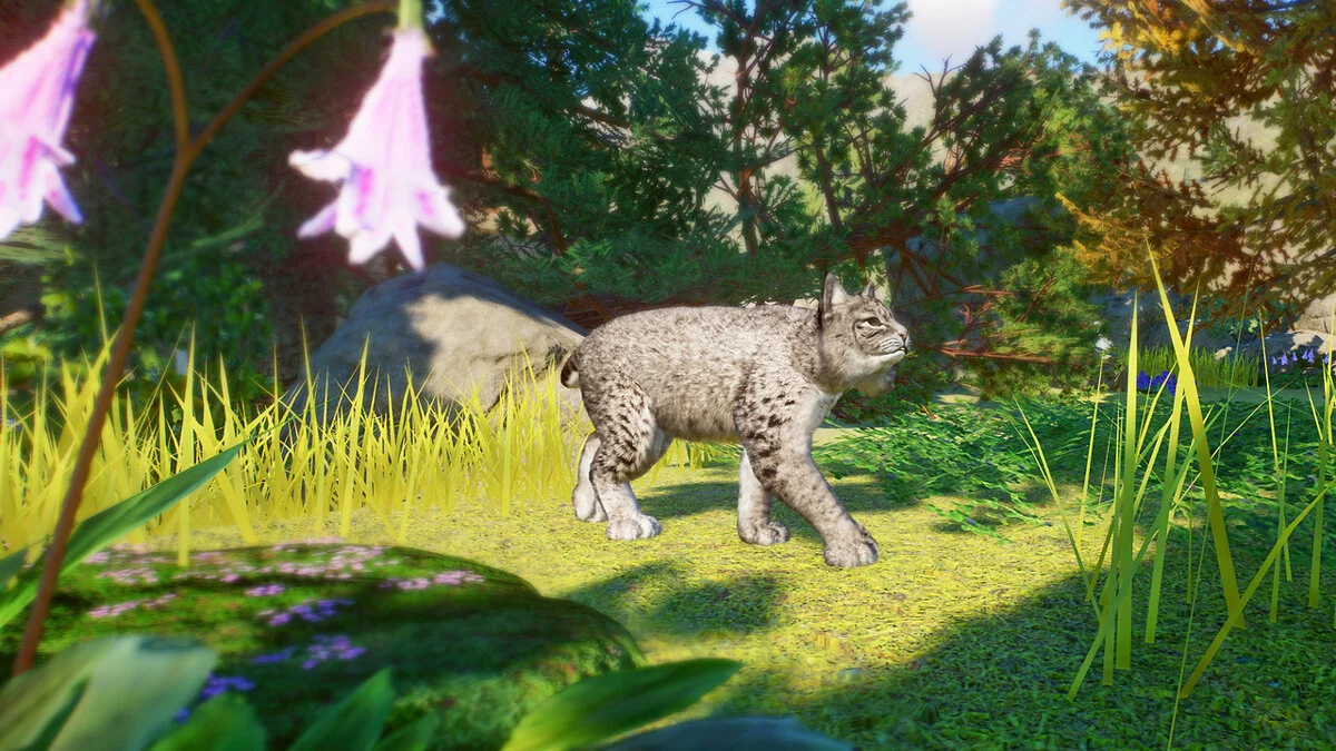 Planet Zoo — Новые виды - Рыжая рысь