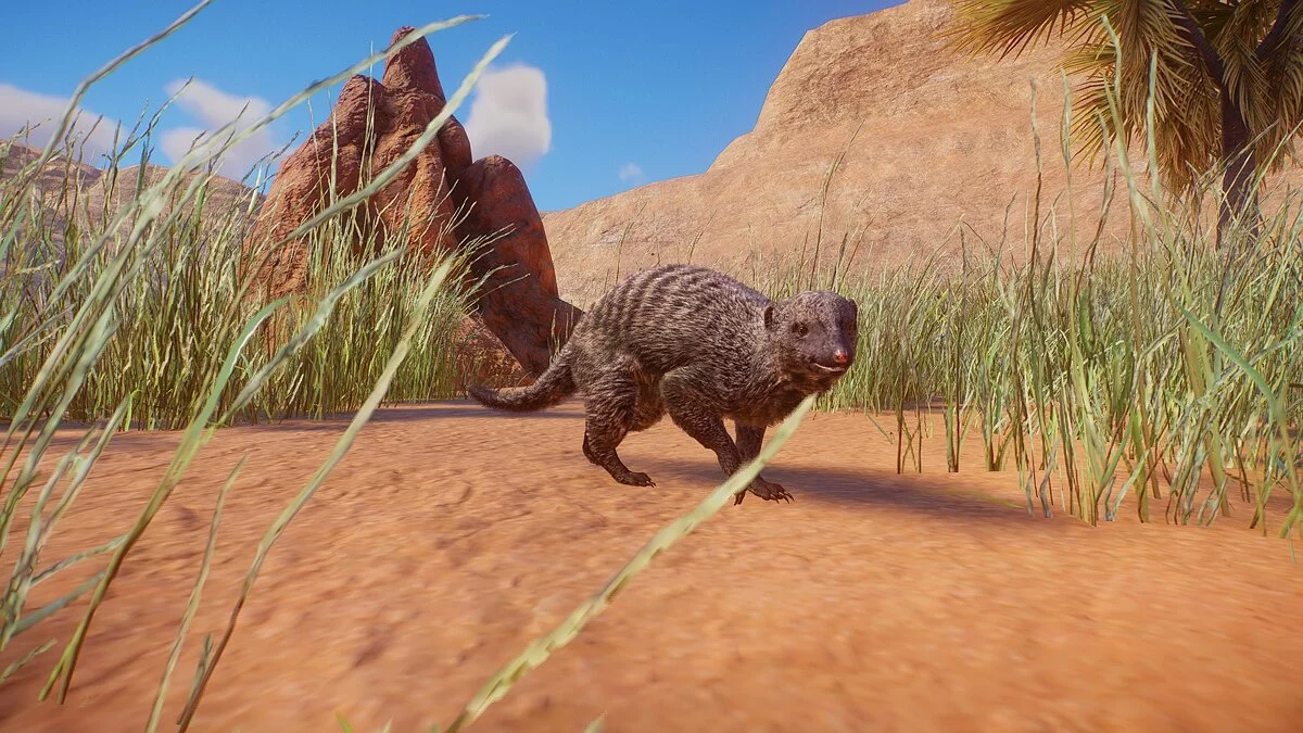 Planet Zoo — Полосатый мангуст