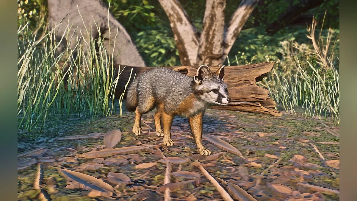 Planet Zoo — Лисица с острова Санта-Крус - новые виды