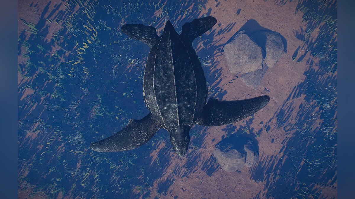 Planet Zoo — Новый вид - кожистая морская черепаха