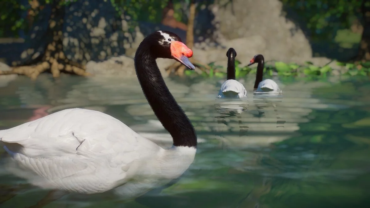 Planet Zoo — Черношейный лебедь - новые виды