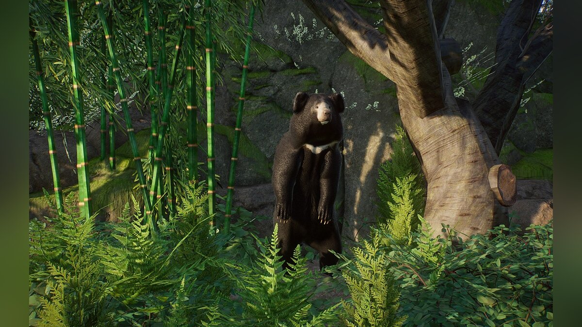 Planet Zoo — Новый вид - медведь-ленивец