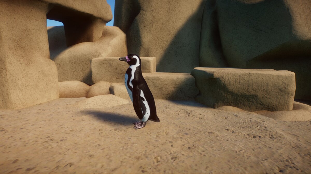 Planet Zoo — Пингвин Гумбольдта (новый вид)