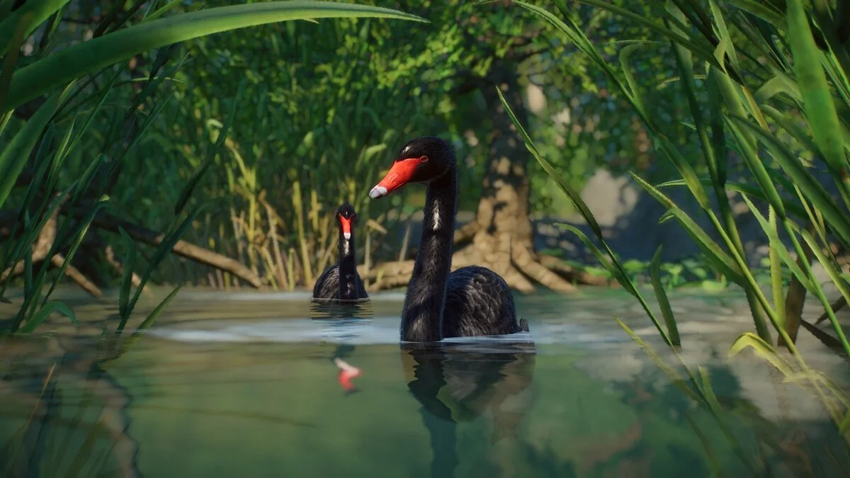 Planet Zoo — Черный лебедь - новые виды