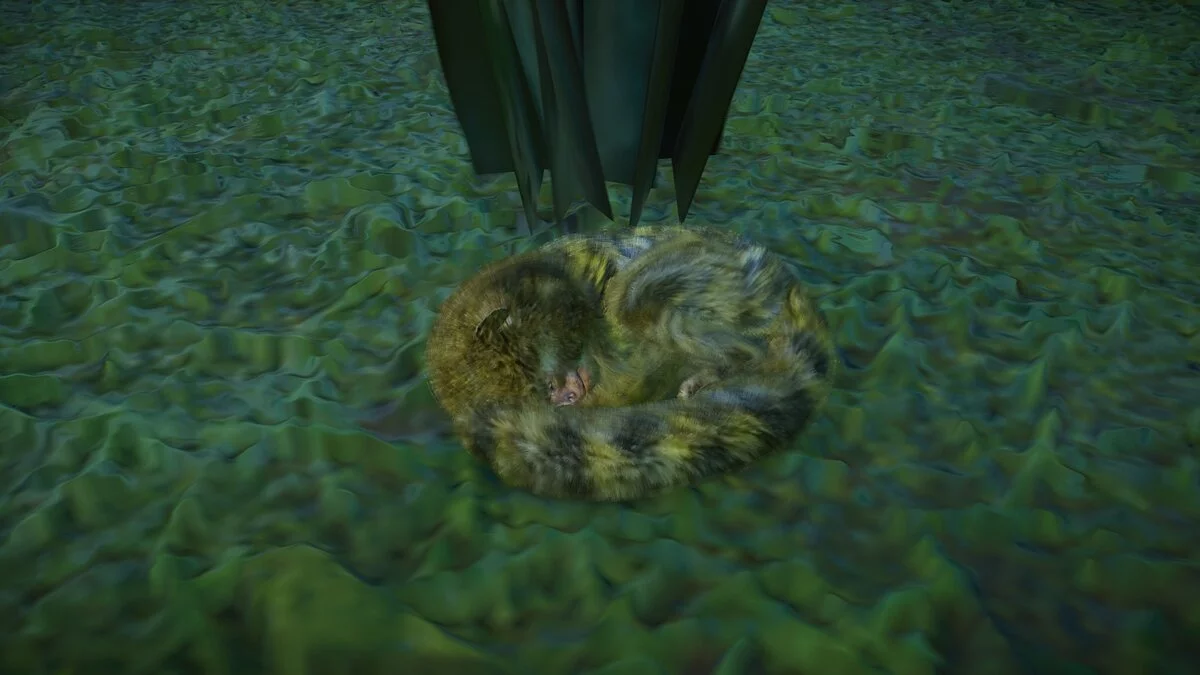 Planet Zoo — Восточная карликовая мартышка - новый вид