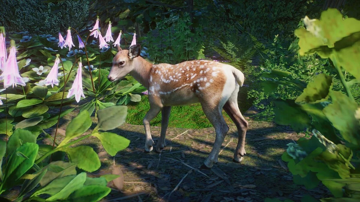 Planet Zoo — Благородный олень - новые виды