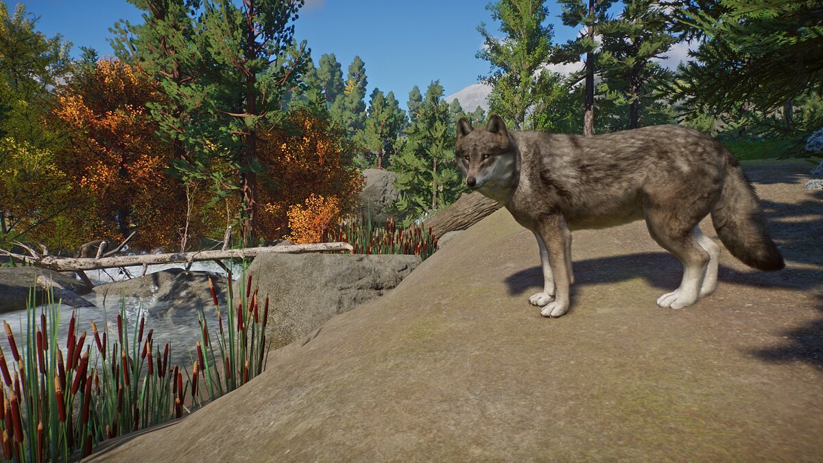 Planet Zoo — Евразийский волк - новые виды