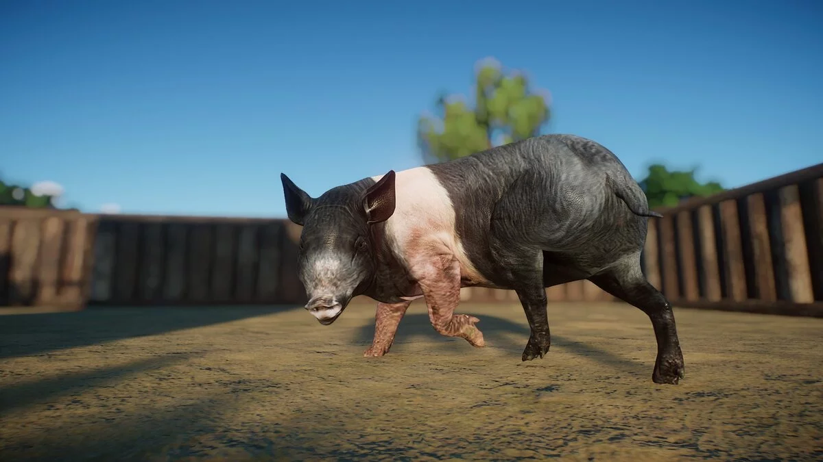 Planet Zoo — Хэмпширская свинья