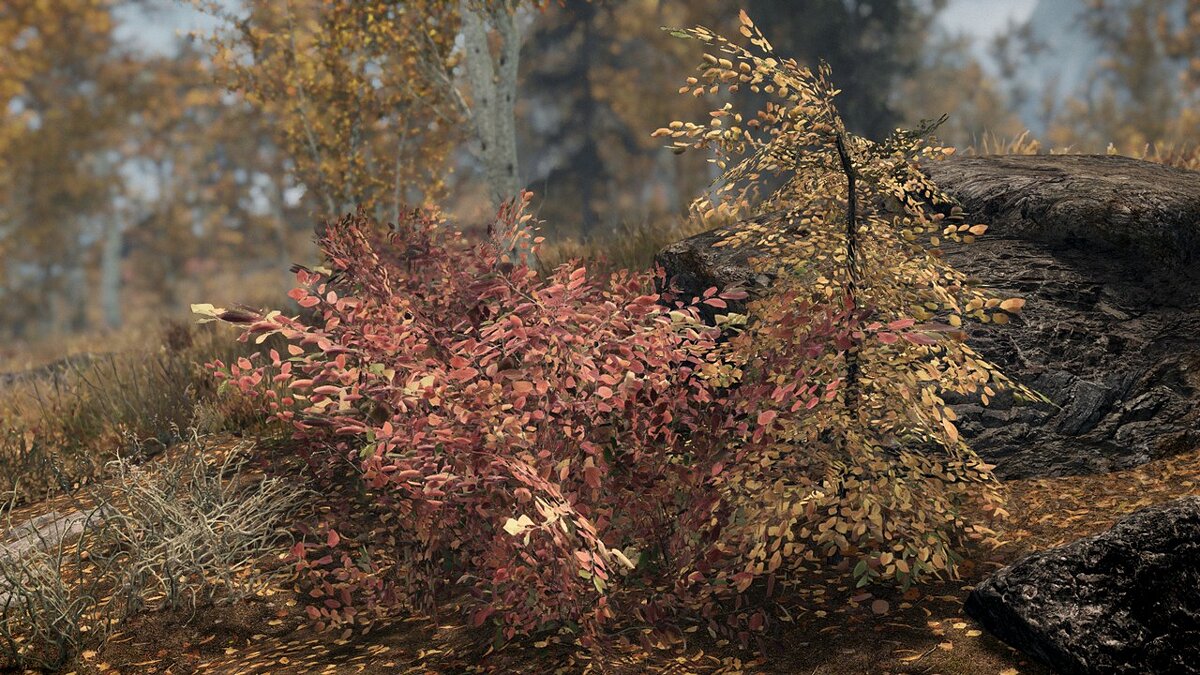 Elder Scrolls 5: Skyrim Special Edition — Осенний лес и переделанные желтые кусты
