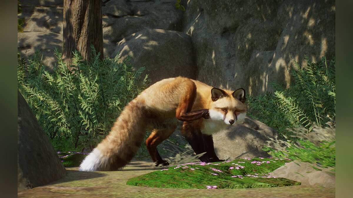 Planet Zoo — Новый вид - рыжая лисица