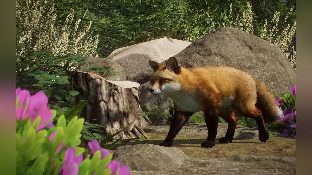 Planet Zoo — Новый вид - рыжая лисица