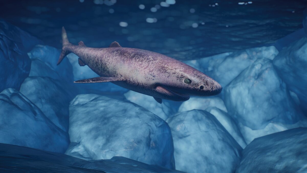 Planet Zoo — Гренландская акула - новый вид