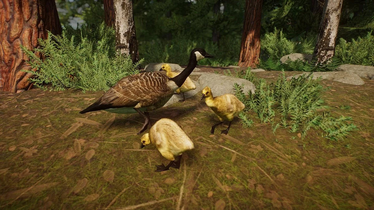 Planet Zoo — Канадский гусь - новый вид