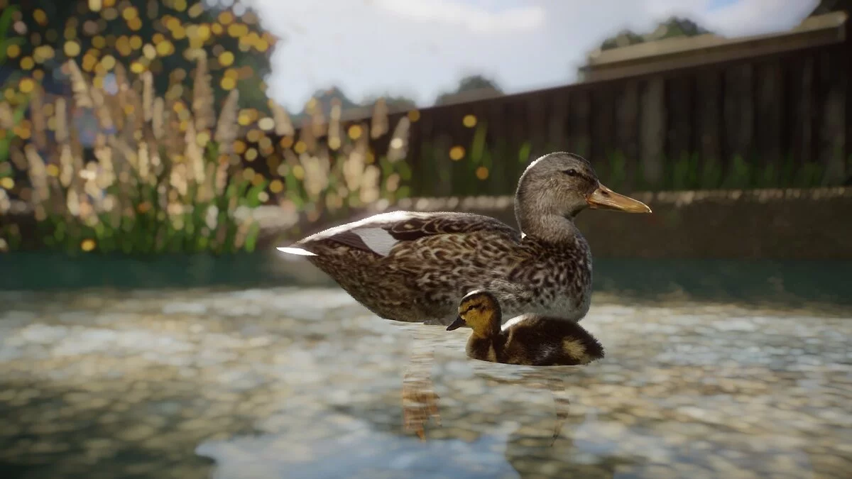 Planet Zoo — Гэдуолл-утка - новый вид