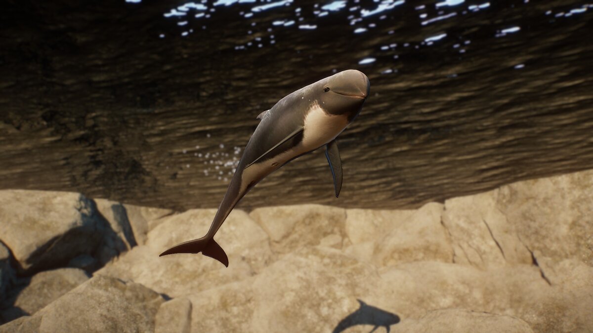 Planet Zoo — Дельфин Риссо