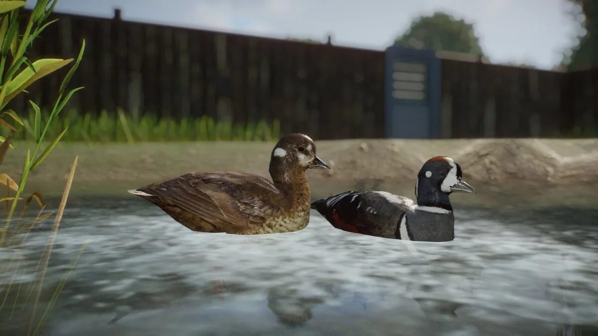 Planet Zoo — Утка-арлекин - новый вид