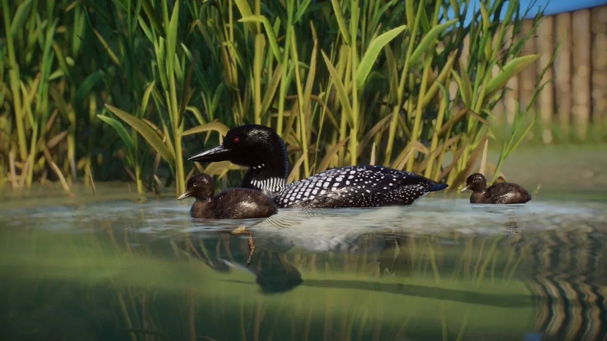 Planet Zoo — Обыкновенная гагара - новые виды