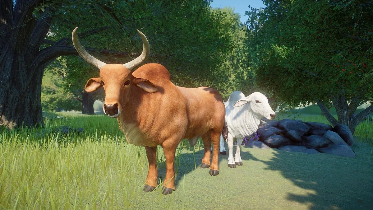 Planet Zoo — Зебу - новый вид