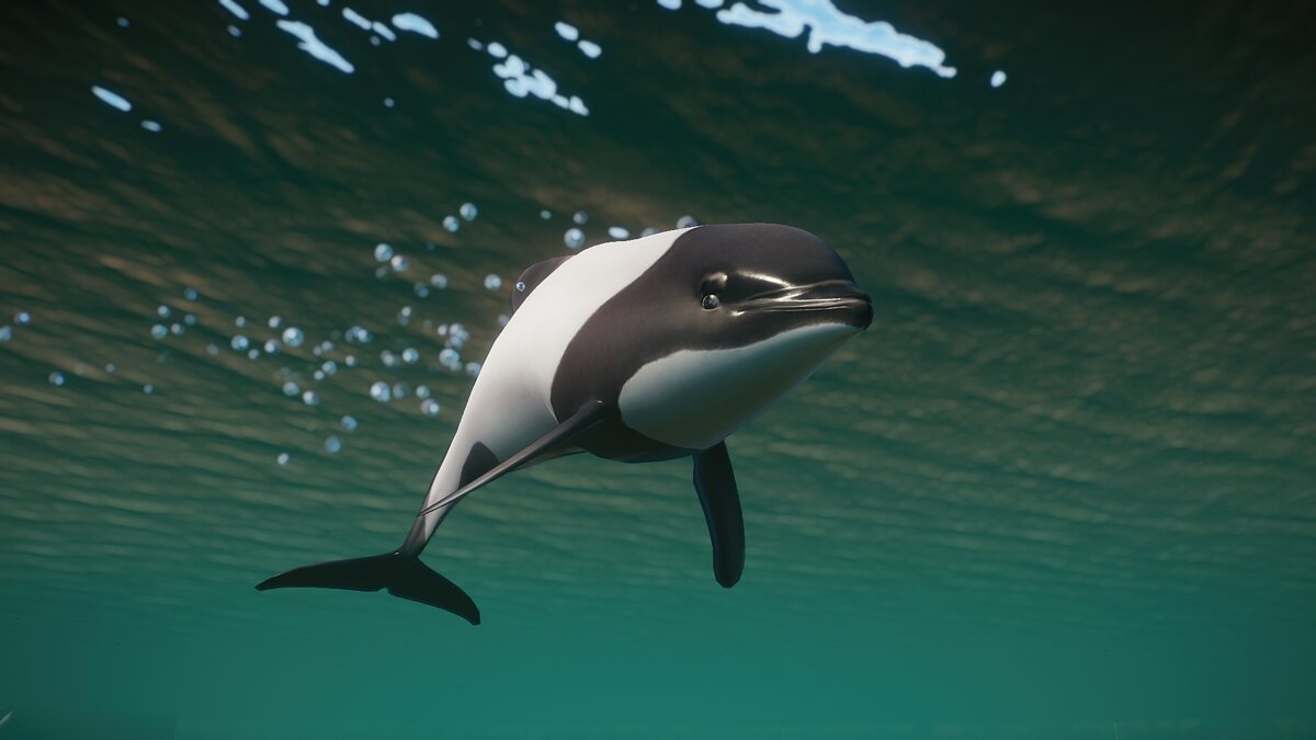 Planet Zoo — Новые виды - дельфин Коммерсона