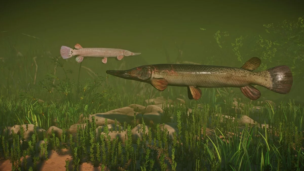 Planet Zoo — Новый вид - Аллигатор Гар