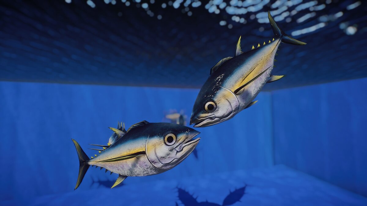 Planet Zoo — Атлантический голубой тунец - новые виды