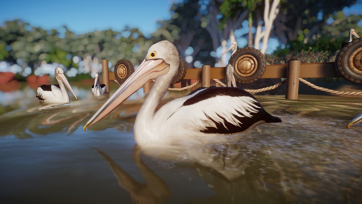 Planet Zoo — Австралийский пеликан - новый вид