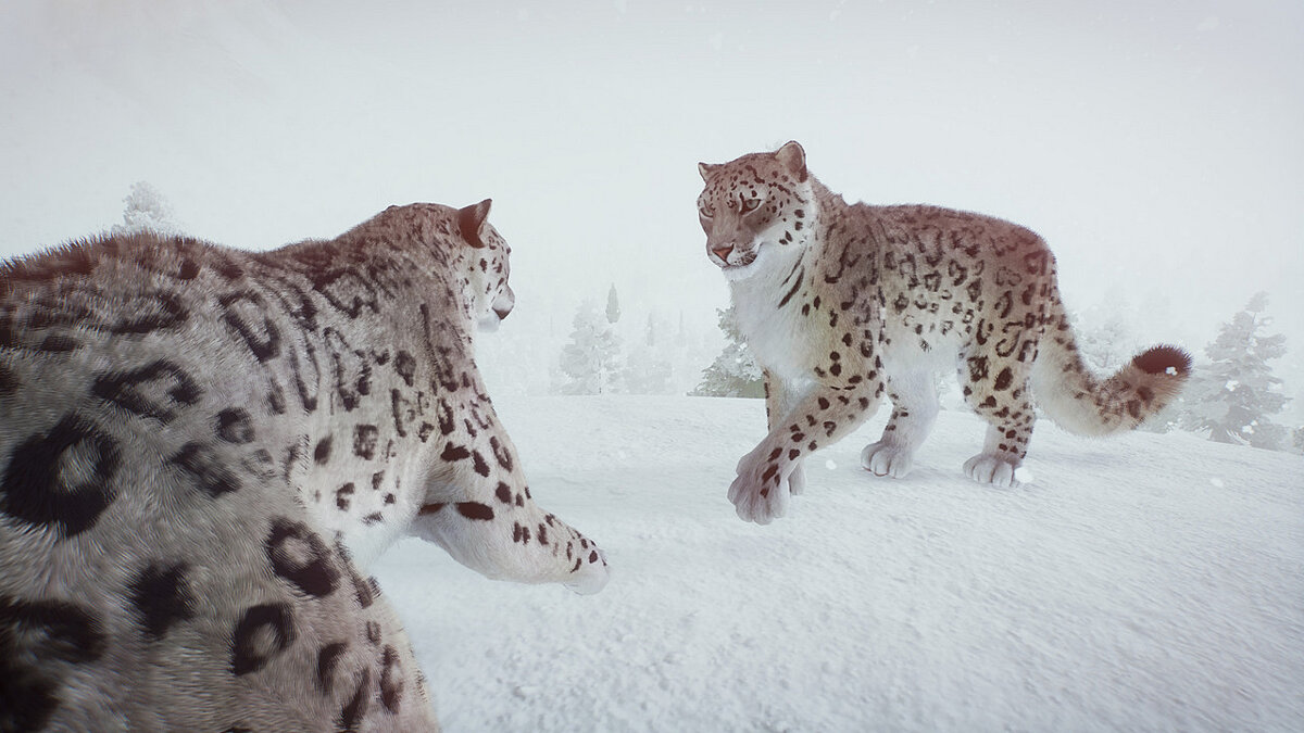 Planet Zoo — Ремастер снежного леопарда