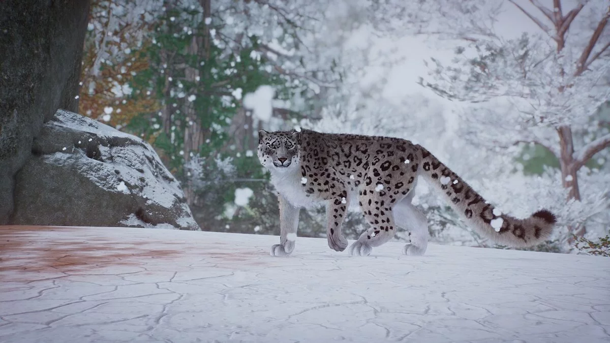 Planet Zoo — Ремастер снежного леопарда