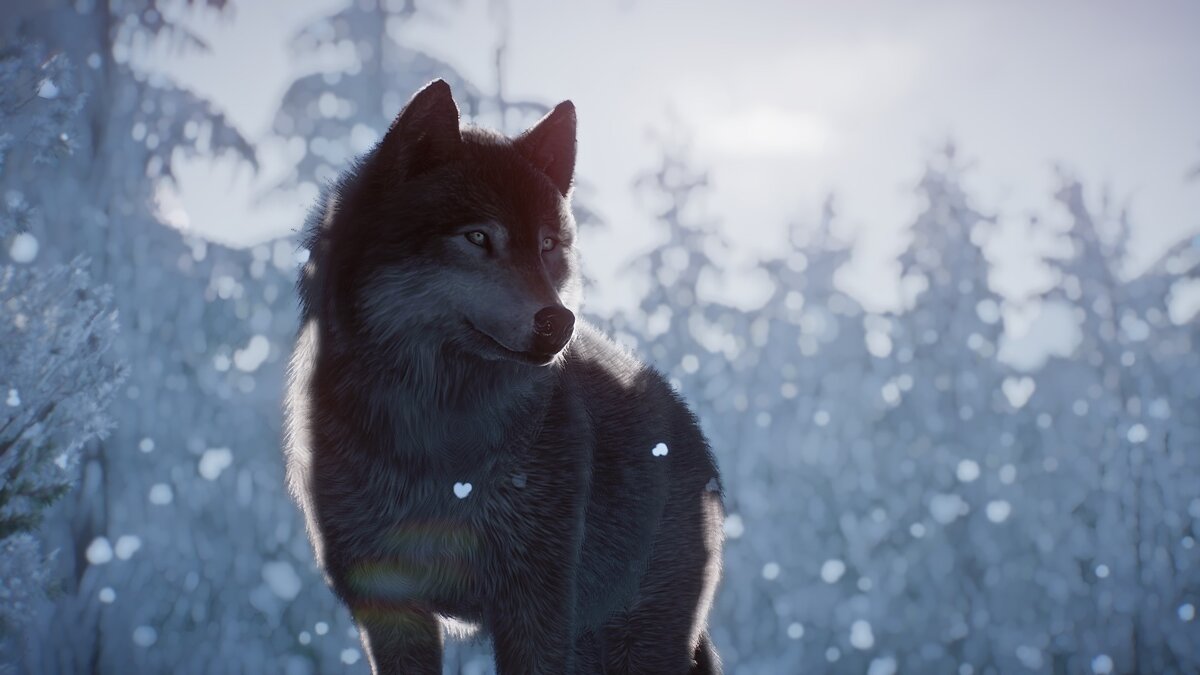 Planet Zoo — Ремастер аляскинского лесного волка