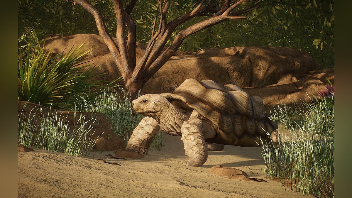 Planet Zoo — Новый вид - Африканская шпорцевая черепаха