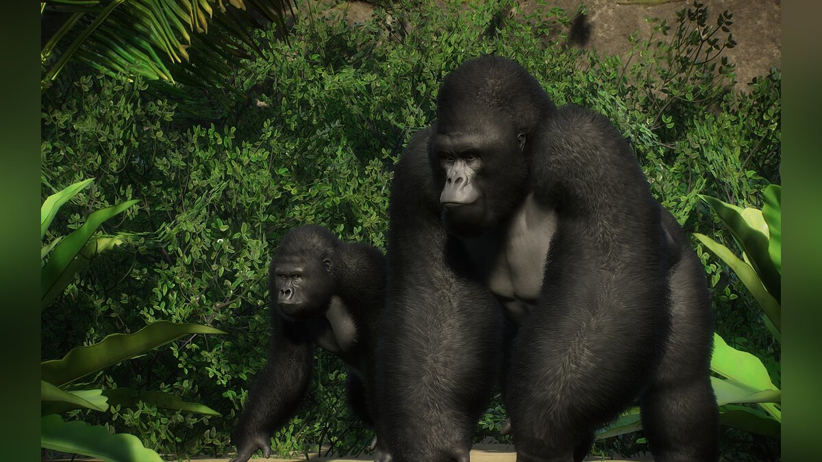 Planet Zoo — Новый вид - горная горилла