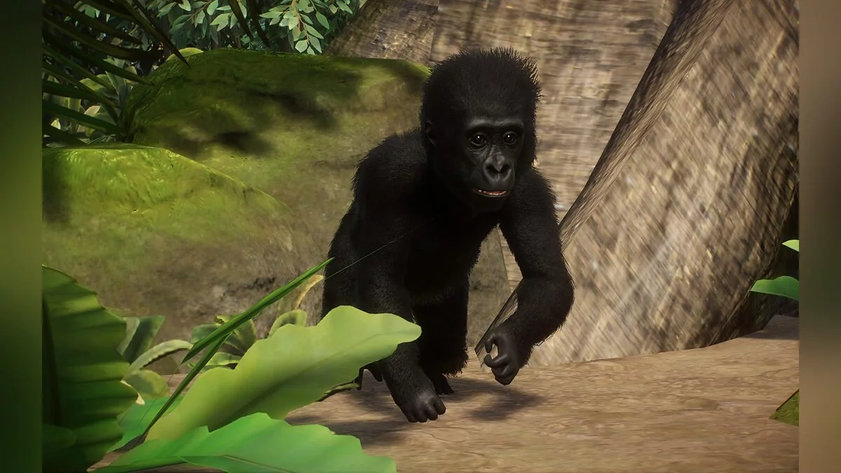 Planet Zoo — Новый вид - горная горилла