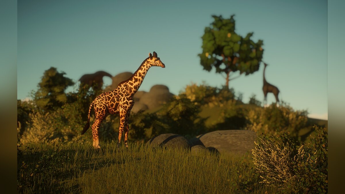 Planet Zoo — Новые виды - масаи-жирафы